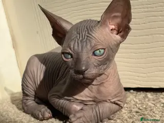 Sphynx cats only 1 left BLUE Sphynx boy 6th may - Advert 5
