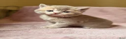 British Shorthair cats for sale: British Shorthair Kittens - Advert 8
