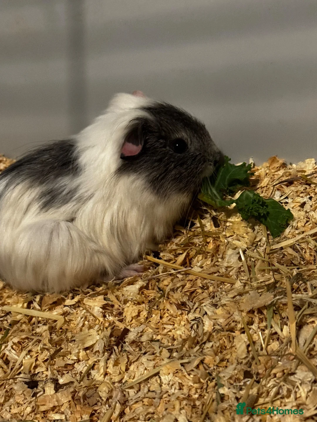 Guinea Pig rodents for sale: Lone male guinea pig in Preston - Advert 2
