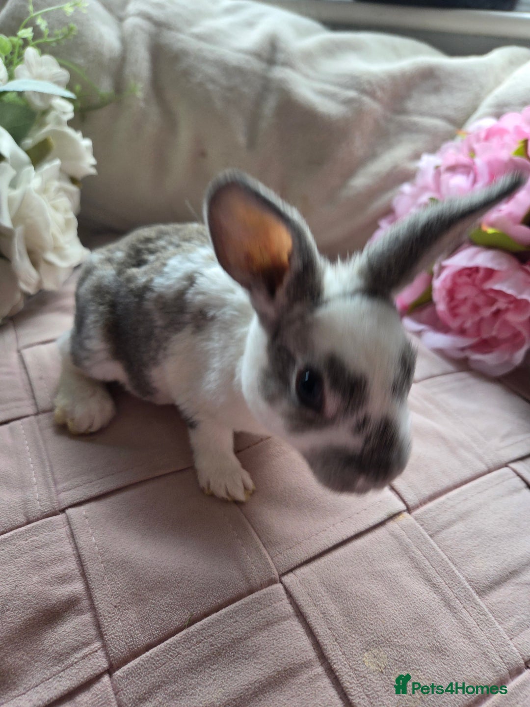 Rex rabbits for sale: 🐰 Beautiful mini rex babies 🐰 - Advert 13