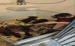 Sprocker dogs for sale: Lovely sprocker girl  - Image 15