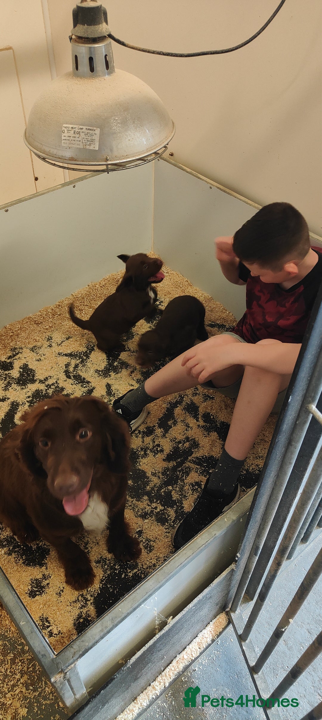 Sprocker dogs for sale: Lovely sprocker girl  - Image 15