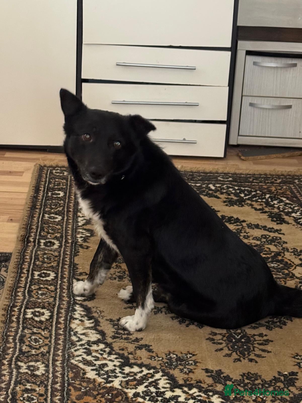 Mixed Breed dogs 🐾NERO – From Frozen to Faithful & Loving🖤🐾 - Advert 10