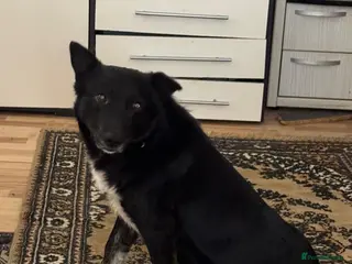 Mixed Breed dogs 🐾NERO – From Frozen to Faithful & Loving🖤🐾 - Advert 10