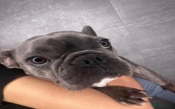 Mixed Breed dogs for sale: Floodle  - Image 22