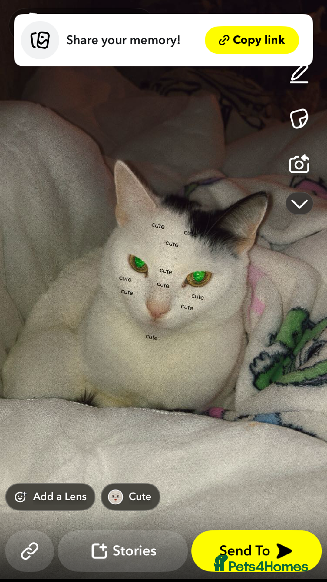 Mixed Breed cats for sale: Free to good home - Advert 4