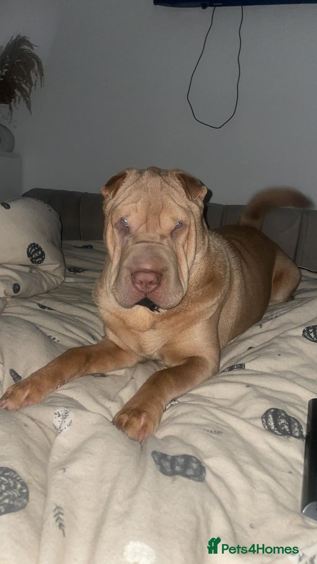 Shar Pei dogs for stud: Mr Bear 🐻 🦍 - Image 5