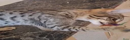 Savannah cats for sale: TICA SBTF7 Silver girl Europa very freindly speyed - Advert 6