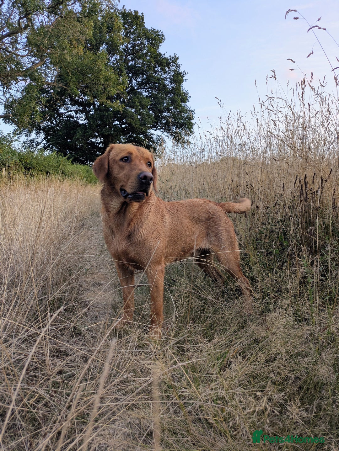 Labrador Retriever dogs for stud: PROVEN KC Fox Red Health Tested Labrador Stud Dog in Chippenham - Image 2