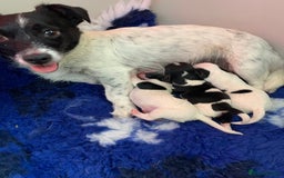 Mixed Breed dogs for sale: Very cute Cocker/jack pups - Image 4