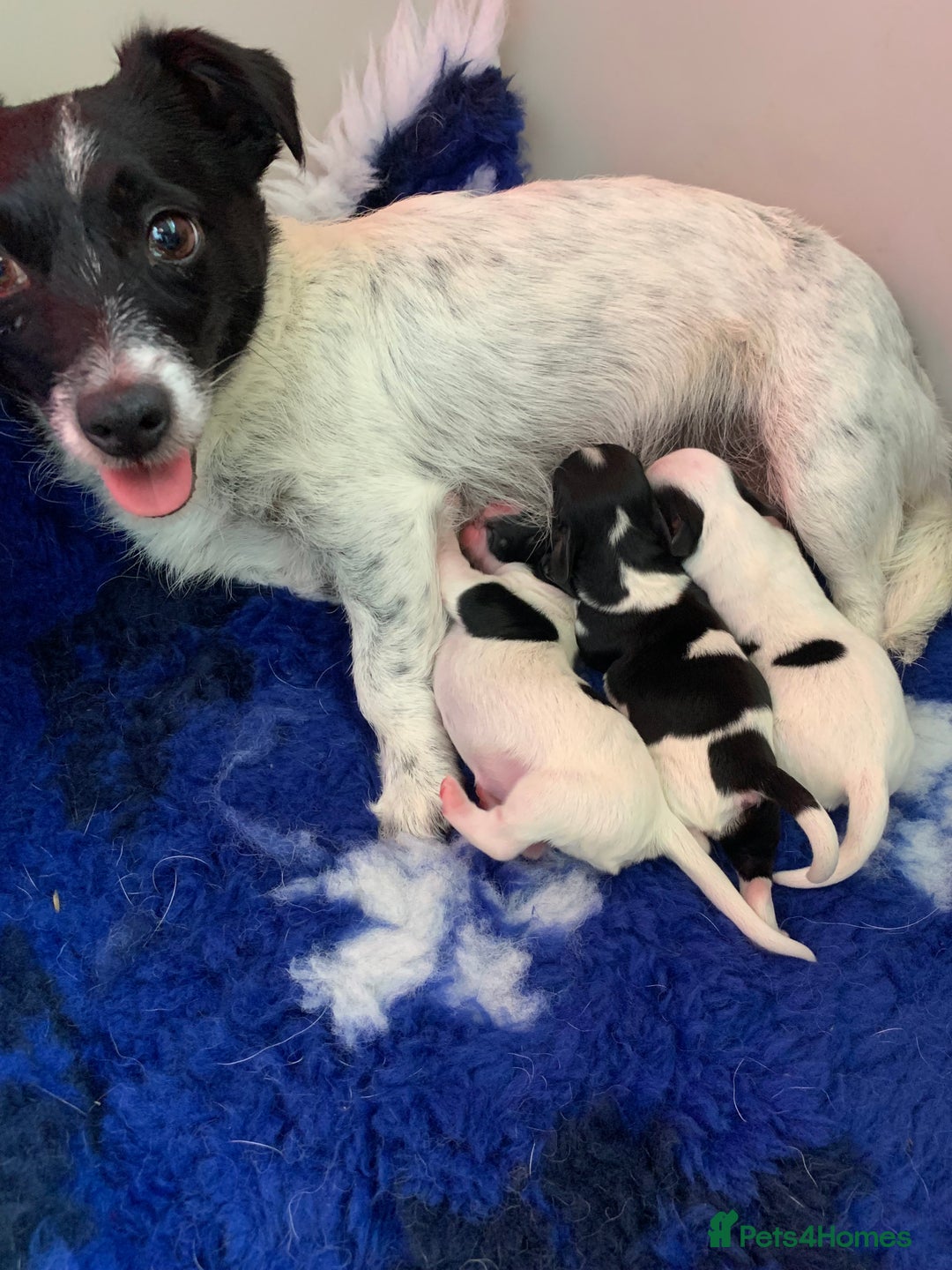 Mixed Breed dogs for sale: Very cute Cocker/jack pups - Image 4