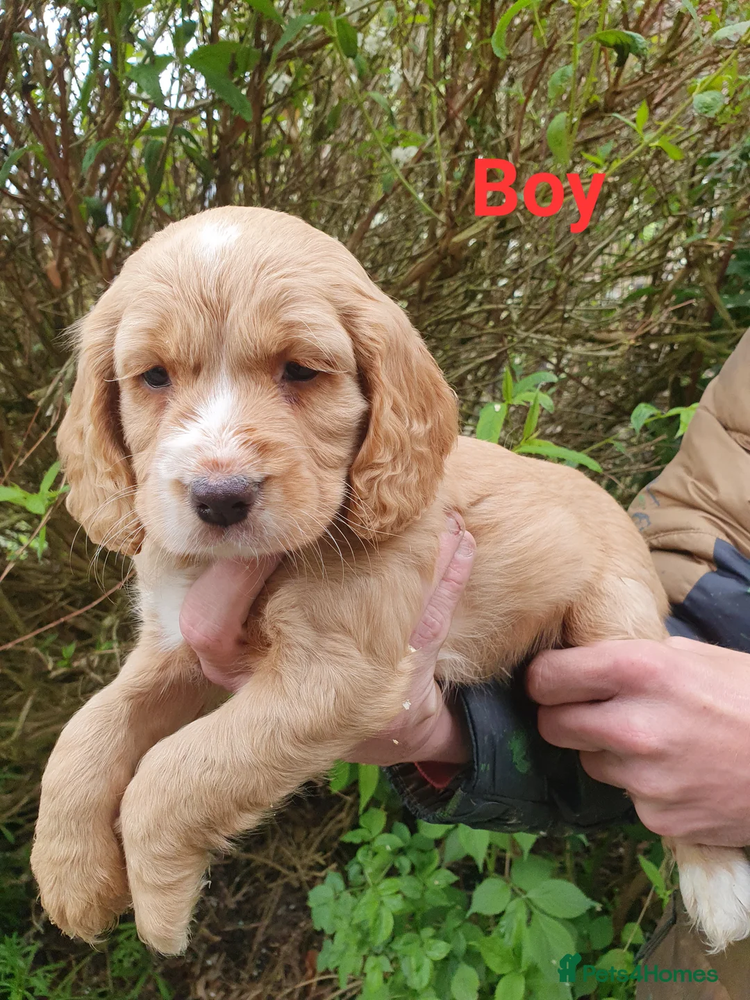 Cocker Spaniel dogs for sale: Beautiful cocker spaniel puppies  - Advert 5