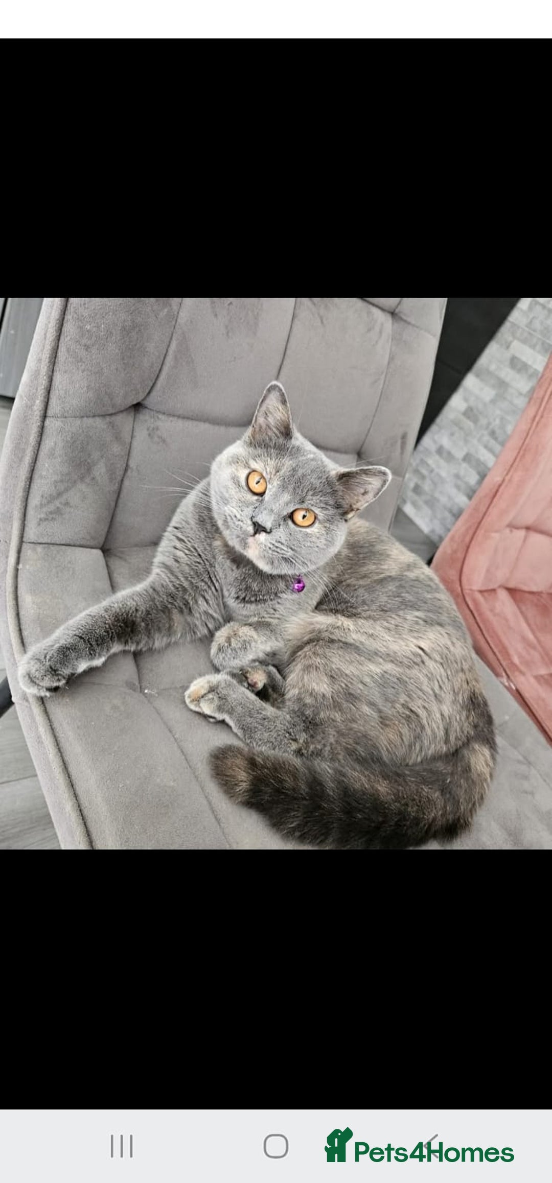 British Shorthair cats for sale: Pretty British shorthair  - Image 10