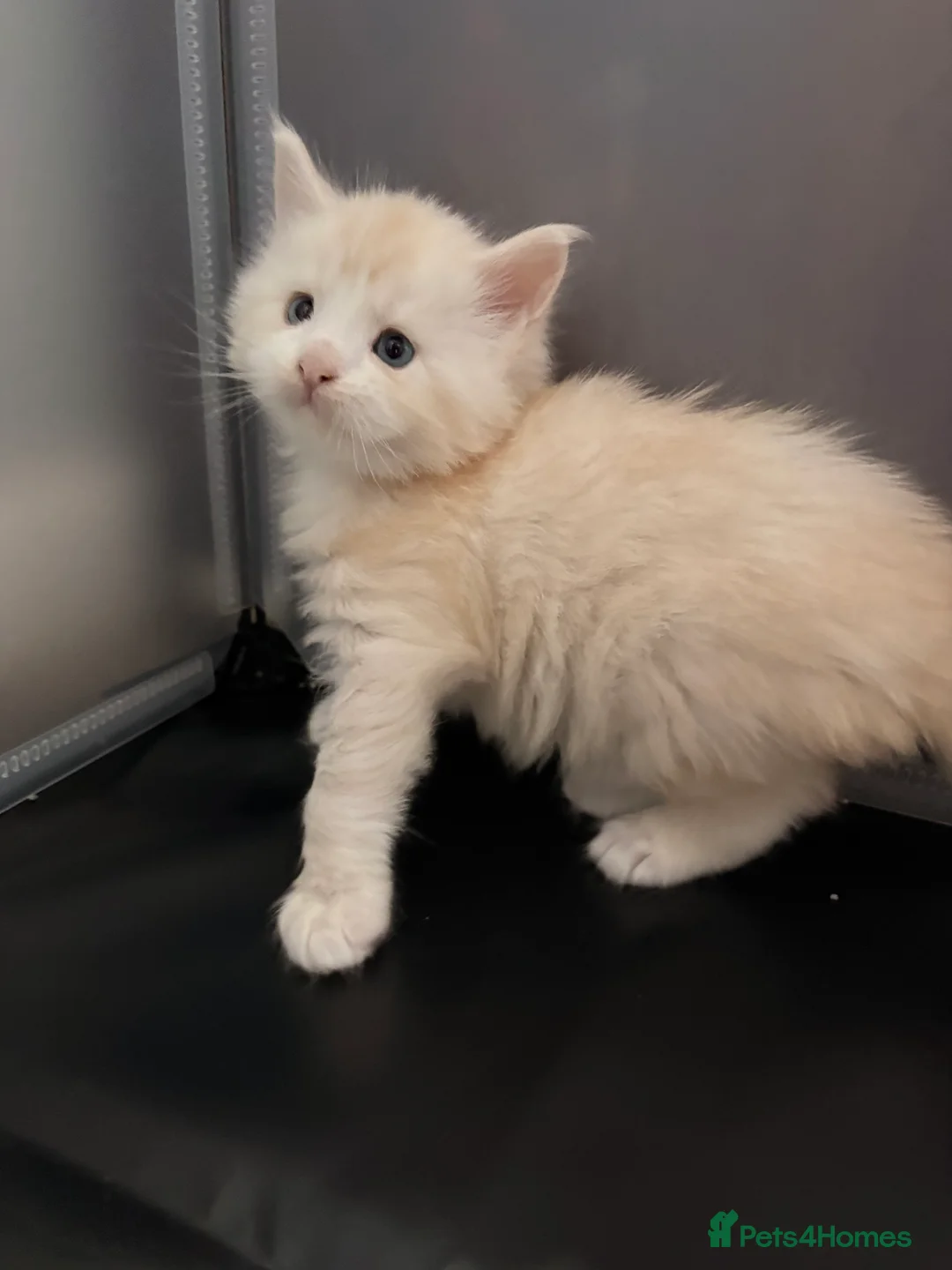 Maine Coon cats for sale: Amazing light babies great pedigree - Advert 15