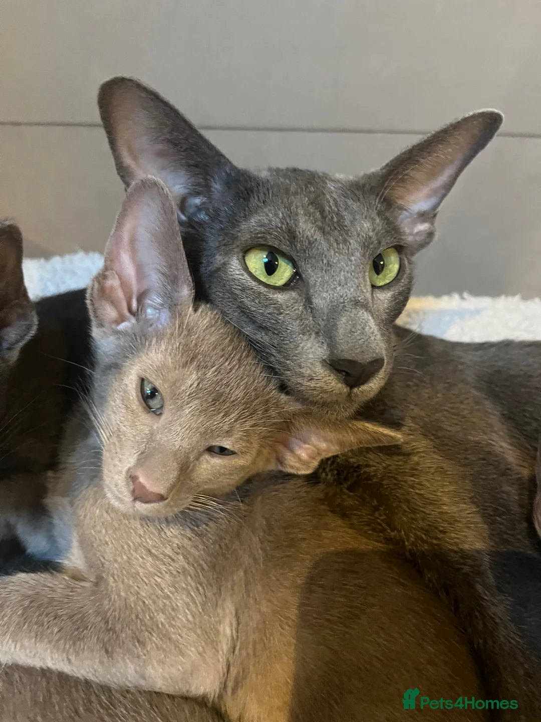 Oriental cats for sale: Full pedigree GCCF registered oriental kittens - Advert 2