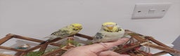 Budgerigars birds for sale: Tame Baby Budgies - Advert 3
