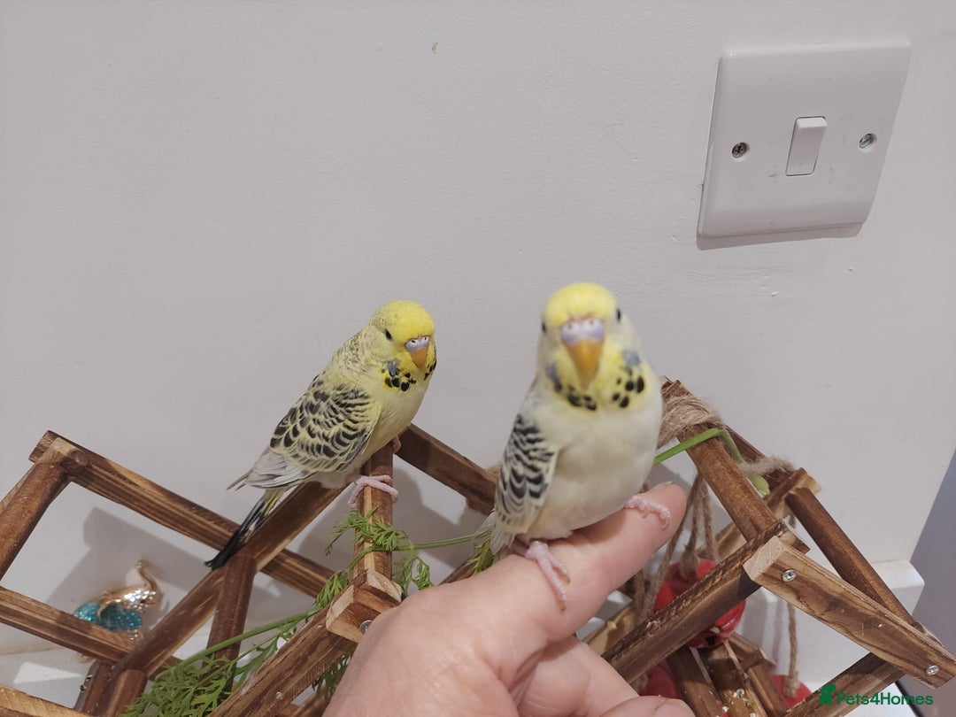 Budgerigars birds for sale: Tame Baby Budgies - Advert 3