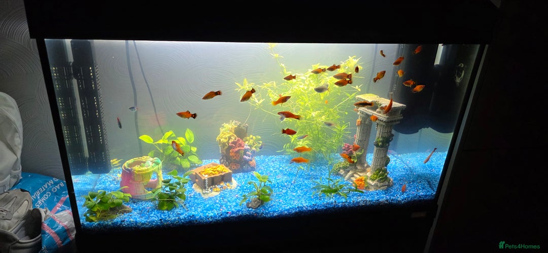 Platies fish for sale: Fluval roma 125l Tank Complete Set up - Advert 6
