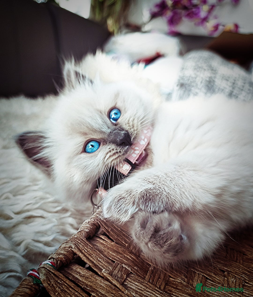 Ragdoll cats for sale: Gorgeous Snow Leocats: RagdollxSiberianxHimalayan! - Image 8