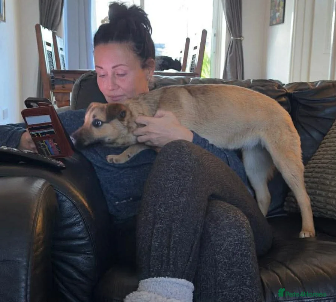 Mixed Breed dogs for adoption: JAN - MINI GOOFBALL - Advert 23