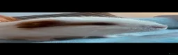 Guinea Pig rodents for sale: Two female guinea pigs  - Advert 4