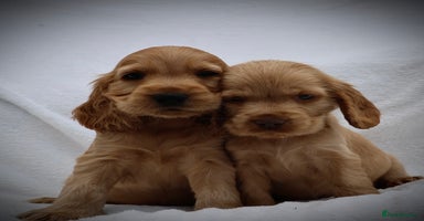 Cocker Spaniel dogs - Advert 6