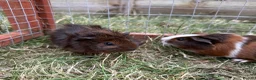Guinea Pig rodents for sale: Cheeky baby guinea pigs! - Advert 2