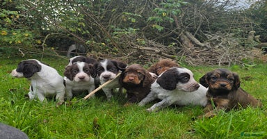 Cocker Spaniel dogs - Advert 7