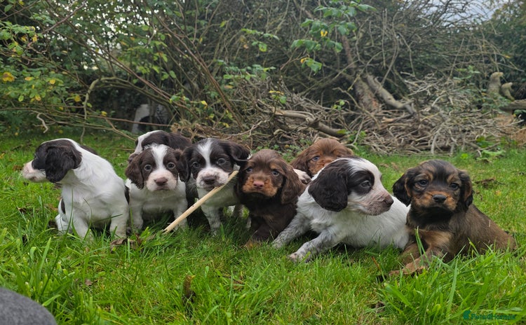 Cocker Spaniel dogs - Advert 8