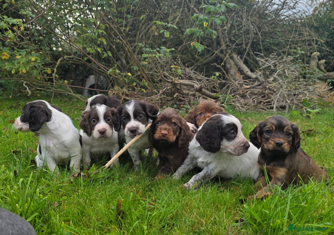 Cocker Spaniel dogs for sale: WORKING COCKER SPANIELS ..DNA CLEAR - Image 1