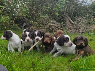 Cocker Spaniel dogs - Advert 24