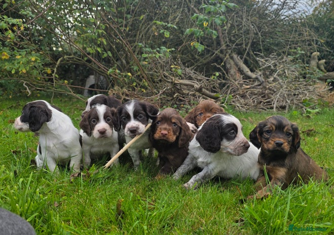 Cocker Spaniel dogs - Advert 8