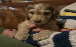 Cockapoo dogs for sale: Cockerpoo puppies F1 stunning colours - Image 31