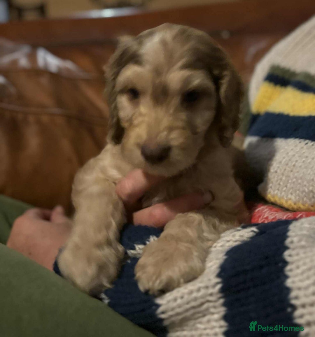 Cockapoo dogs for sale: Cockerpoo puppies F1 stunning colours - Image 31