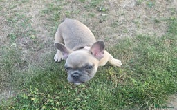 French Bulldog dogs for sale: One adorable female 🩷 French Bulldog Puppy  - Image 21