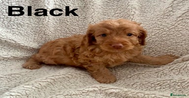 Cockapoo dogs - Advert 4