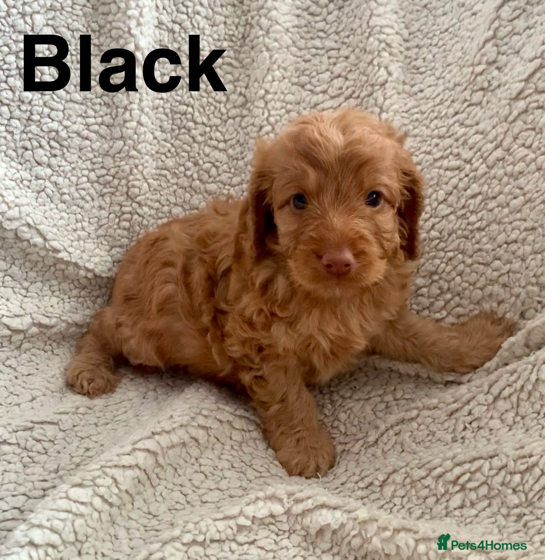 Cockapoo dogs for sale: 😍 STUNNING F1 cockapoos 😍 2 BOYS LEFT - Image 4