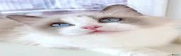 Ragdoll cats for sale: INDOOR FULL PEDIGREE 4 YEARS RAGDOLL FEMALE CAT - Advert 15