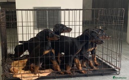 Dobermann dogs for sale: Doberman Puppies - Image 5