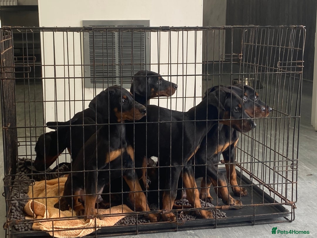 Dobermann dogs for sale: Doberman Puppies - Image 5