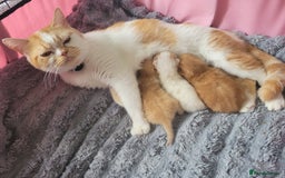 British Shorthair cats for sale: British shorthair kittens  - Image 6