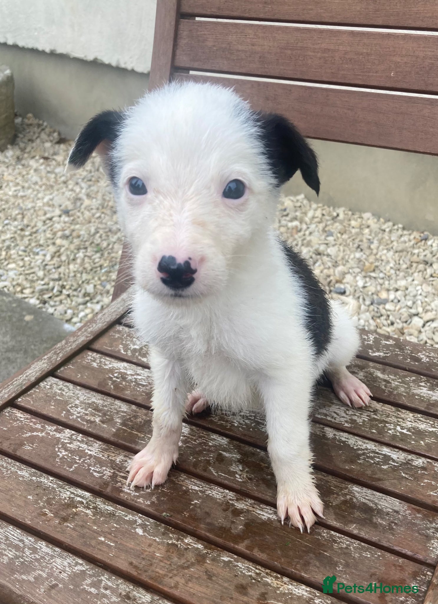 Border Collie dogs Puppies Collie x READY NOW - Advert 1