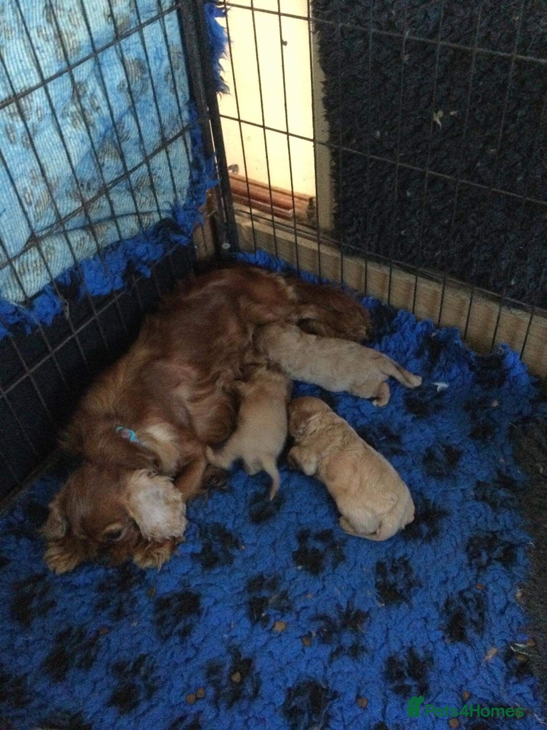 Cavalier King Charles Spaniel dogs for stud: Fully health tested proven Kc reg, multi gen clear in Wrexham - Image 16