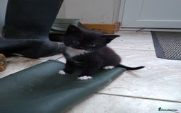 Mixed Breed cats for sale: 1 grey girl left, very lively and lots of fun in Welshpool - Image 9