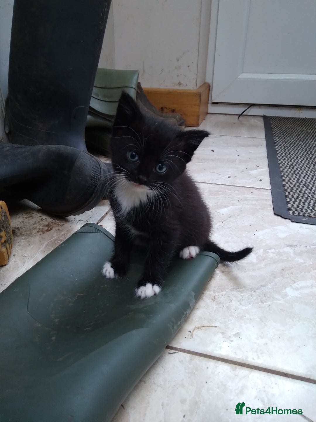 Mixed Breed cats for sale: 1 grey girl left, very lively and lots of fun in Welshpool - Image 9