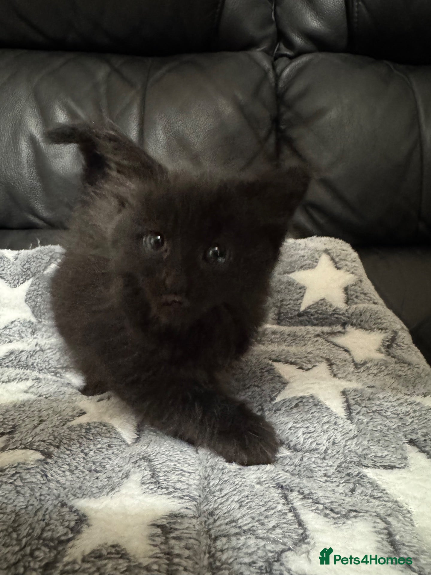 Mixed Breed cats Gorgeous black kittens  - Advert 1
