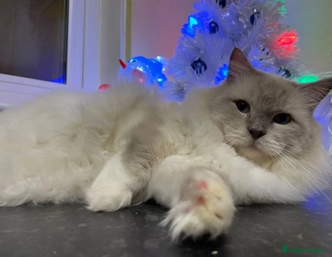 Ragdoll cats for stud: GCCF Ragdoll boy for stud in Perth - Advert 3