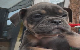 Olde English Bulldogge dogs for sale: 4 x Olde English Bulldogge Girls - For Sale - Image 4