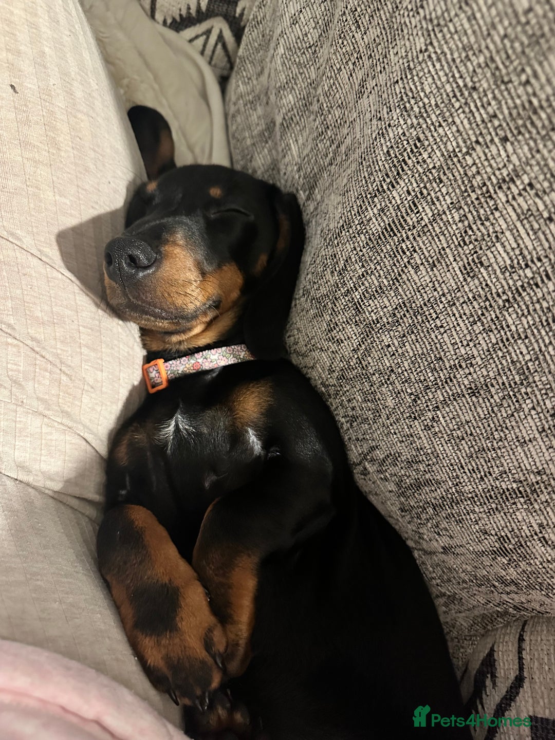 Miniature Dachshund dogs for sale: URGENT REHOME - Image 5