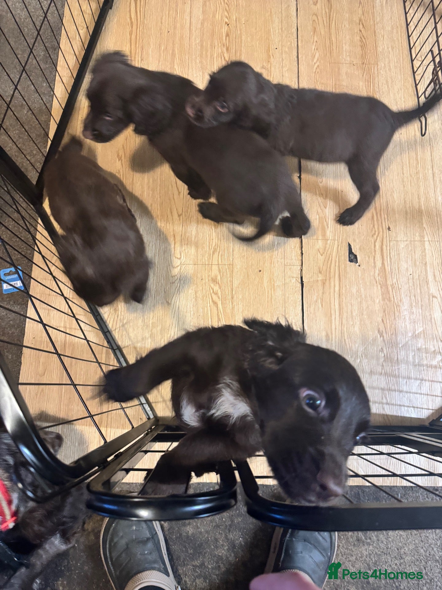 Sprocker dogs for sale: 3 Sprockers for Sale all males  - Advert 2